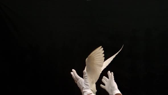 Magician Releasing A White Dove On Black Background