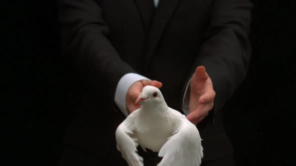 Groom Releasing A Dove On Black Background