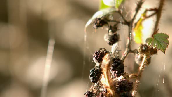 Fly Flying Off A Shrub