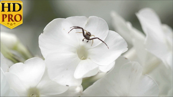 A Black Crab Spider on the Flower