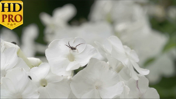 Lots of White Flowers with the Spider and Insects