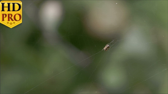 The Crab Spider Hanging on its Web