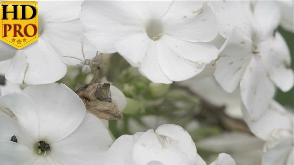 The Crab Spider Crawling on the White Flower