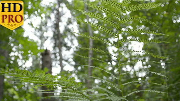 The Beautiful Fern Leaves in the Middle 