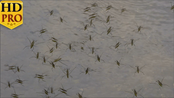 Lots of Black Water Strider on the Lake