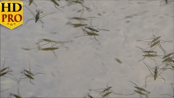 Lots of Water Striders Hopping and Playing 