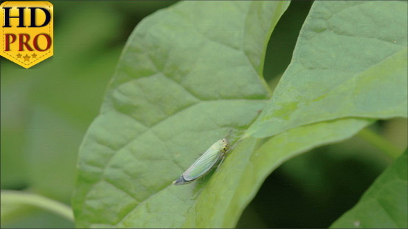 A Grasshopper on a Maple Leaf