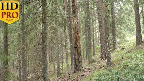 A Spruce of Blueberry in the Middle of the Forest