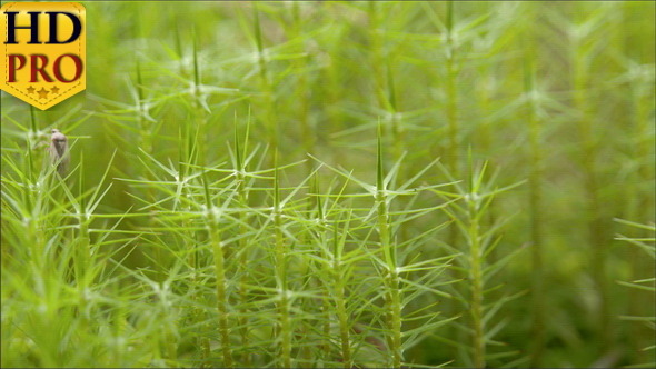 A Bug Transferring from a Plant to Another