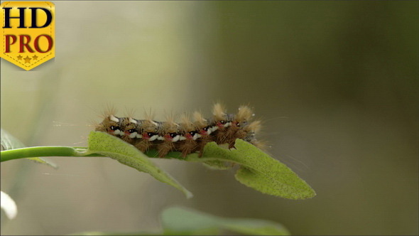A Caterpillar or a Moth on the Edge of the Leaf