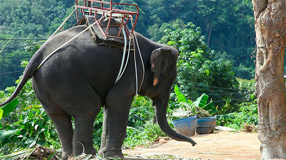 Thai Taxi.