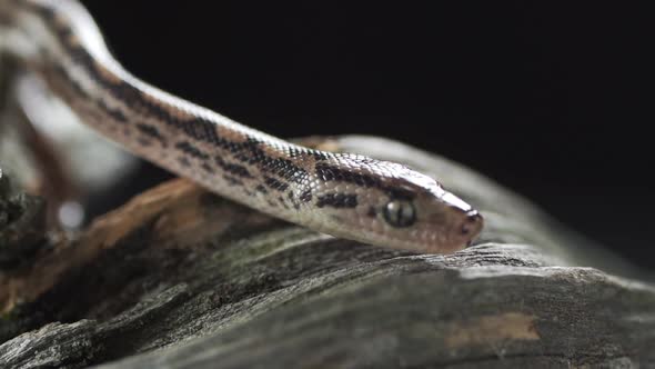 Grass Snake in the Wild