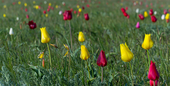 Wild Tulips