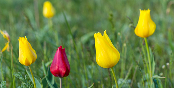 Wild Tulips 2