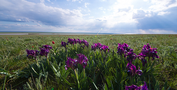 Wild Irises