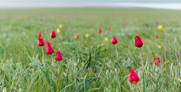 Wild Tulips 4