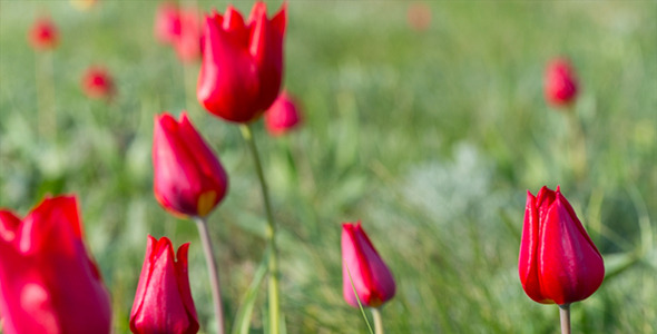  Wild Tulips 5