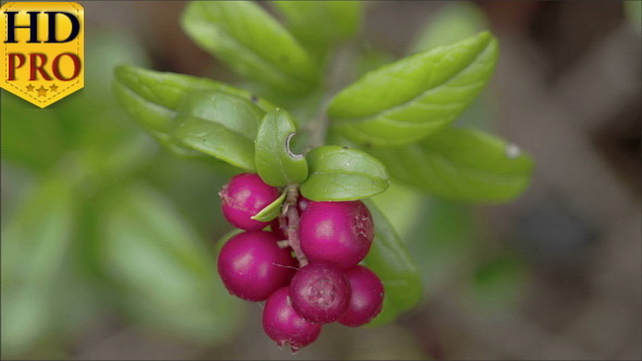 A Cowberry Plant With Six Fruits on it