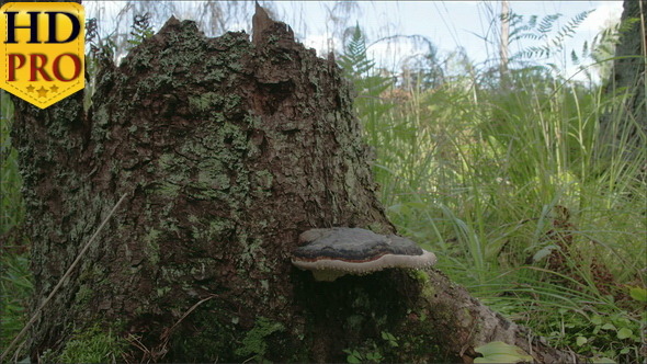 A Polypore Mushroom Found on a Trunk of a Tree