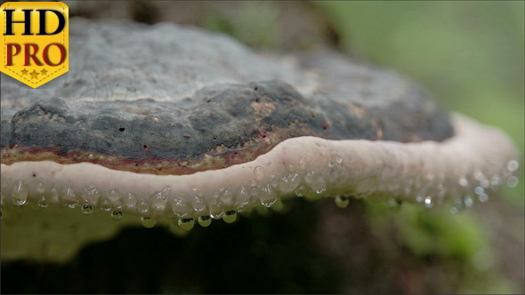Fomitopsis Pinicola with its Moist Drops Visible