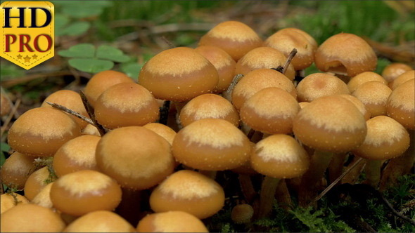 Set of Armillaria or Honey Fungus  