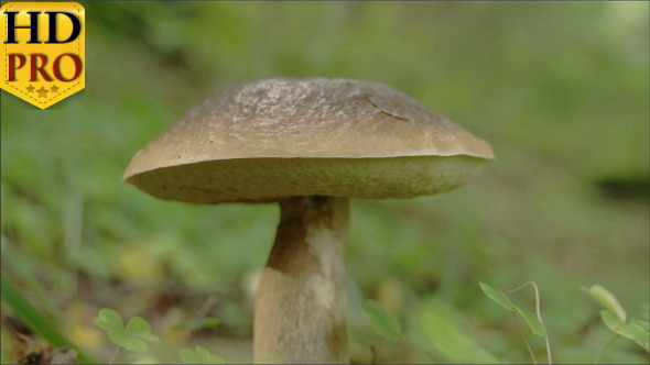 View of the Brown and Fat Leccinum 