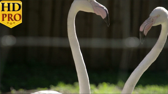 The Long Neck and Big Beak of the Flamingoes