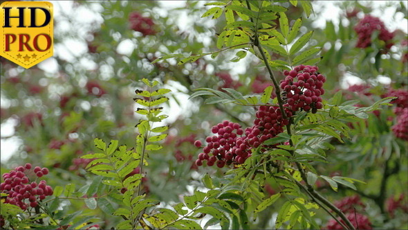 Lots of Sorbus Fruits on the European Rowan Tree