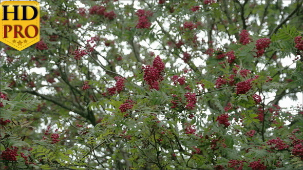 Bunch of Sorbus Fruits Bloomed on its Trees