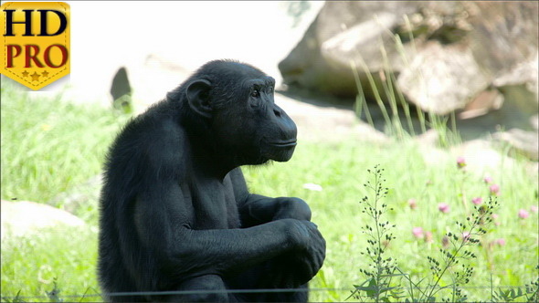 A Black Common Chimpanzee Sitting on the Grass 