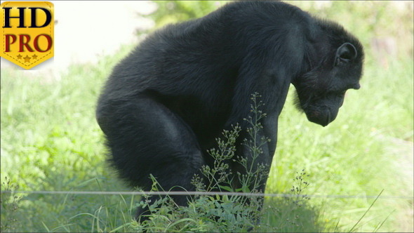 Black Chimpanzee Standing and Sitting on the Grass