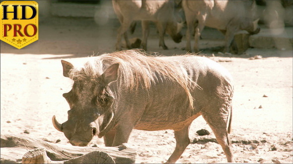 A Phacochoerus Aethiopicus Walking on the Mud