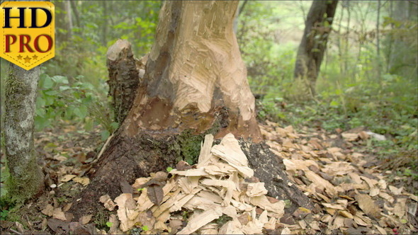 The Pieces of Wood from the Tree Trunk Eaten  