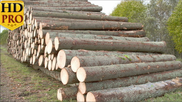 Heap of Logs from Spruce Trees 