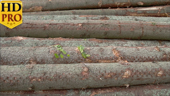 The Body of the Logs from the Spruce Trees