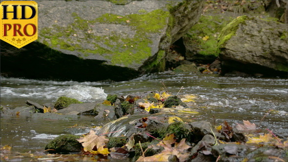 Rushing of Water from the River and the Maple 