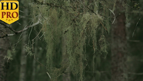 A Thick Beard Lichen Hanging on the Stem