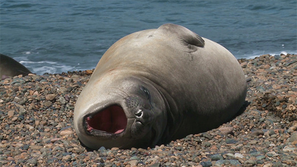 Argentinean Fur Seal Lying on The Coastline