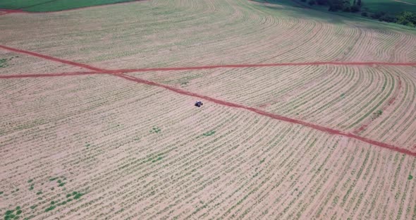 Tractor walking through sugar cane plantation, plants beginning to spring, well-groomed and fertiliz