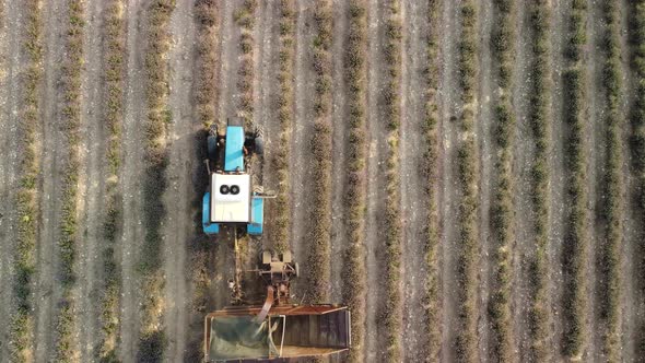 Aerial Drone View of a Tractor Harvesting Flowers in a Lavender Field