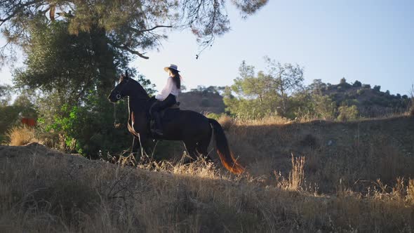 Side View Graceful Stallion with Female Rider on Back Walking Up the Hill in Slow Motion