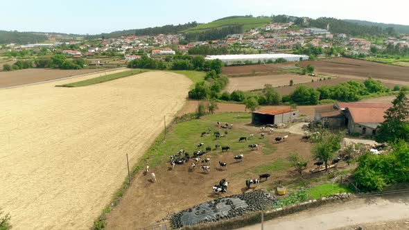 Cows on the field. Rural Landscape