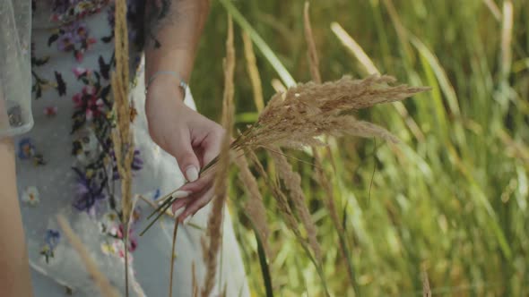 Closeup Female Hands Touching Wheat Grains