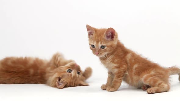 750397 Red Tabby Domestic Cat, Kittens playing against White Background, Slow motion