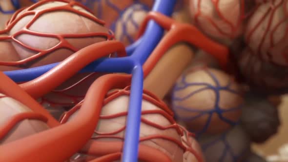 Alveoli in lungs - blood saturating by oxygen, 3d animation