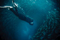 free diving into a sardine ball - PhotoDune Item for Sale