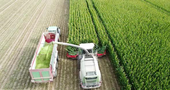 Drone Aerial shot following a harvesting machine on cornfield