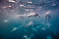 underwater gannets - PhotoDune Item for Sale