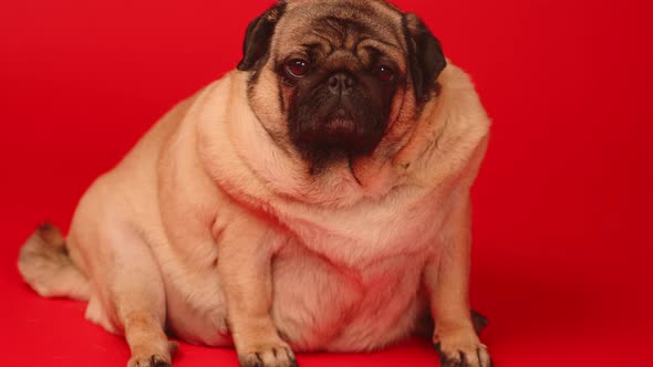 Cute Pug Dog on Red Background