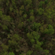 Forest Tree Tops Aerial View - VideoHive Item for Sale